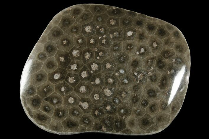 Polished Petoskey Stone (Fossil Coral) - Michigan #177196